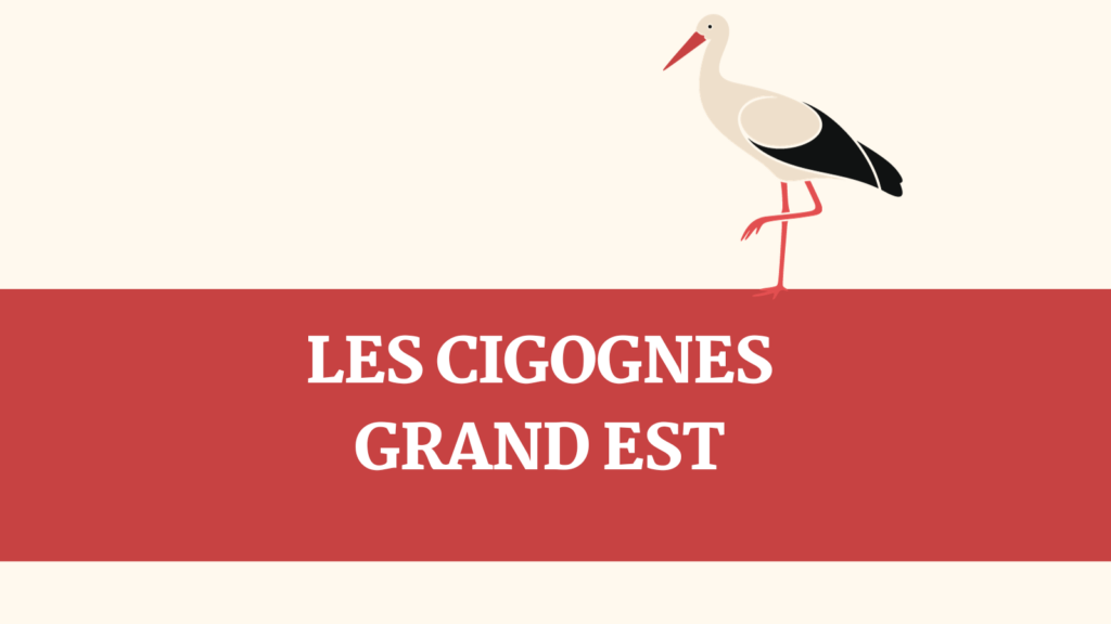 Les cigognes (grand est)