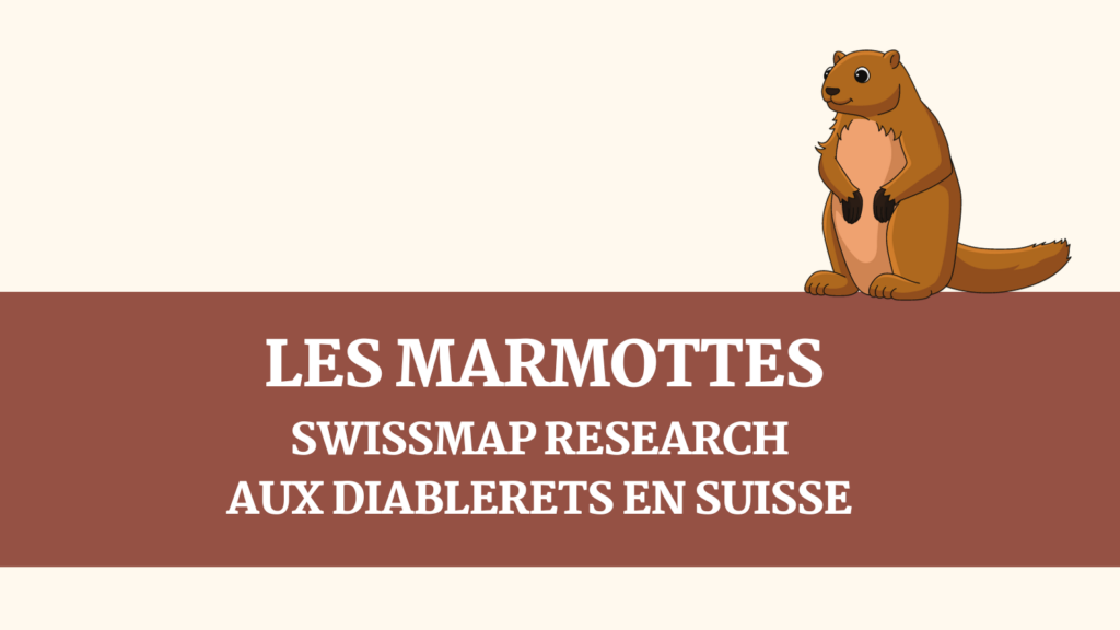 Les marmottes (SwissMap research aux diablerets en Suisse)